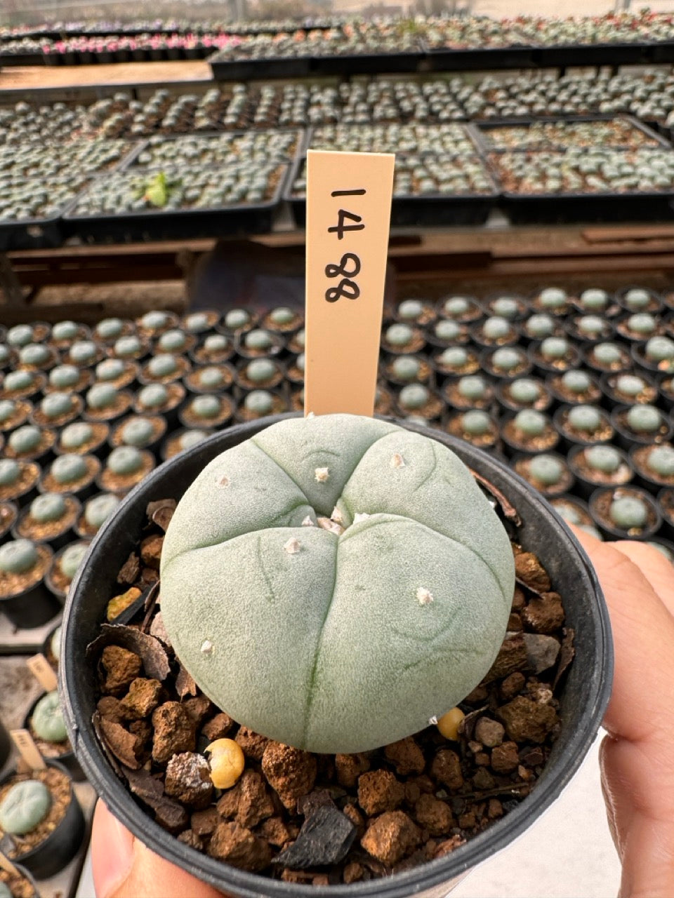 Lophophora williamsii – Peyote Cactus (6–7 cm, Own Root)