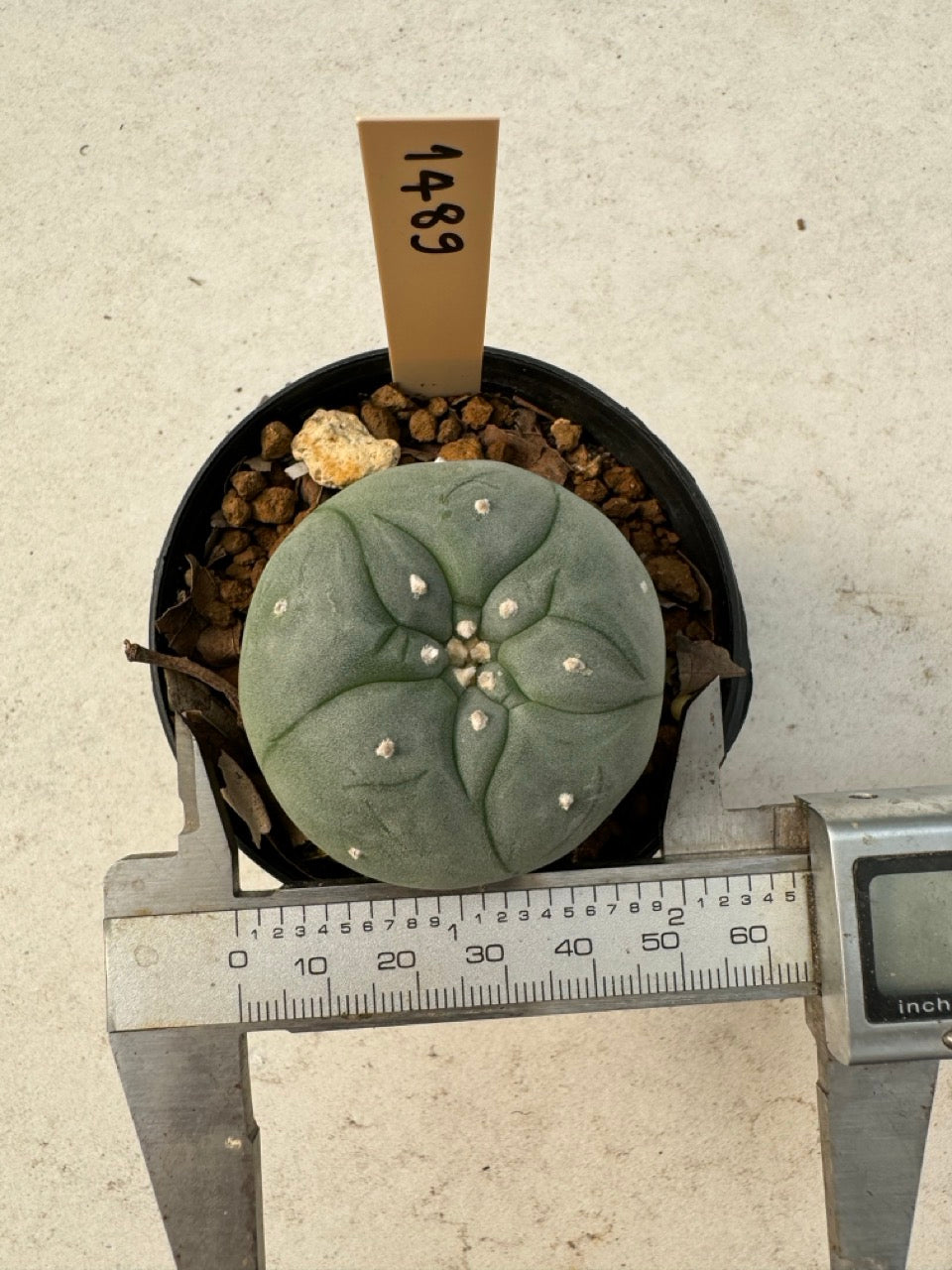 Lophophora williamsii – Peyote Cactus (6–7 cm, Own Root)