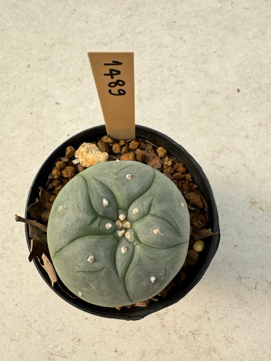 Lophophora williamsii – Peyote Cactus (6–7 cm, Own Root)