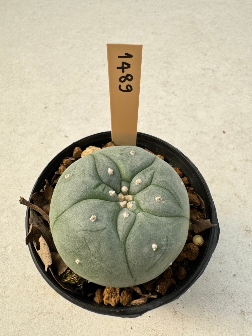 Lophophora williamsii – Peyote Cactus (6–7 cm, Own Root)