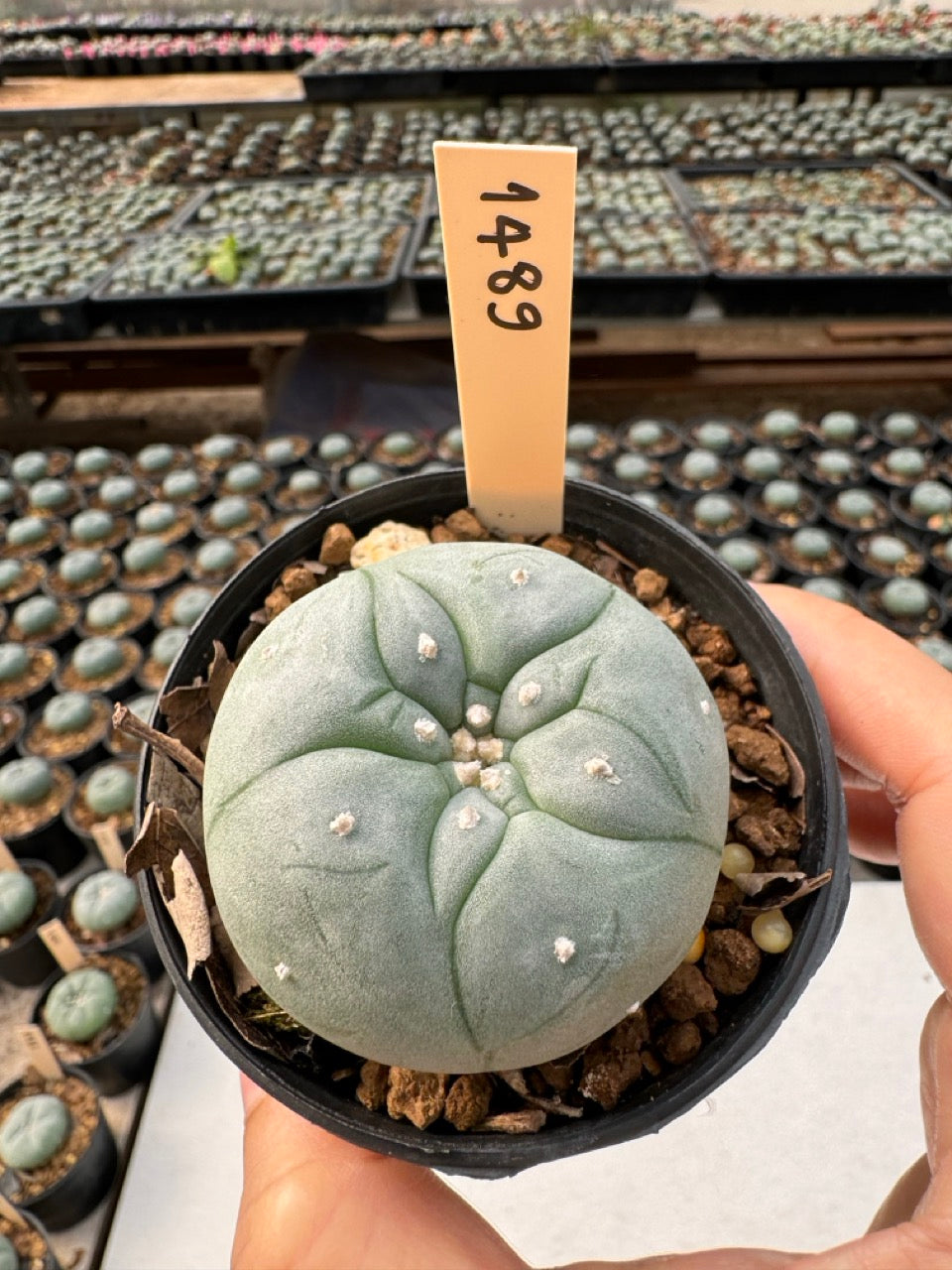 Lophophora williamsii – Peyote Cactus (6–7 cm, Own Root)
