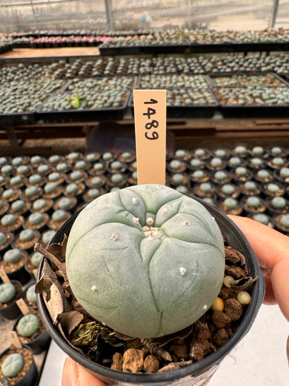 Lophophora williamsii – Peyote Cactus (6–7 cm, Own Root)
