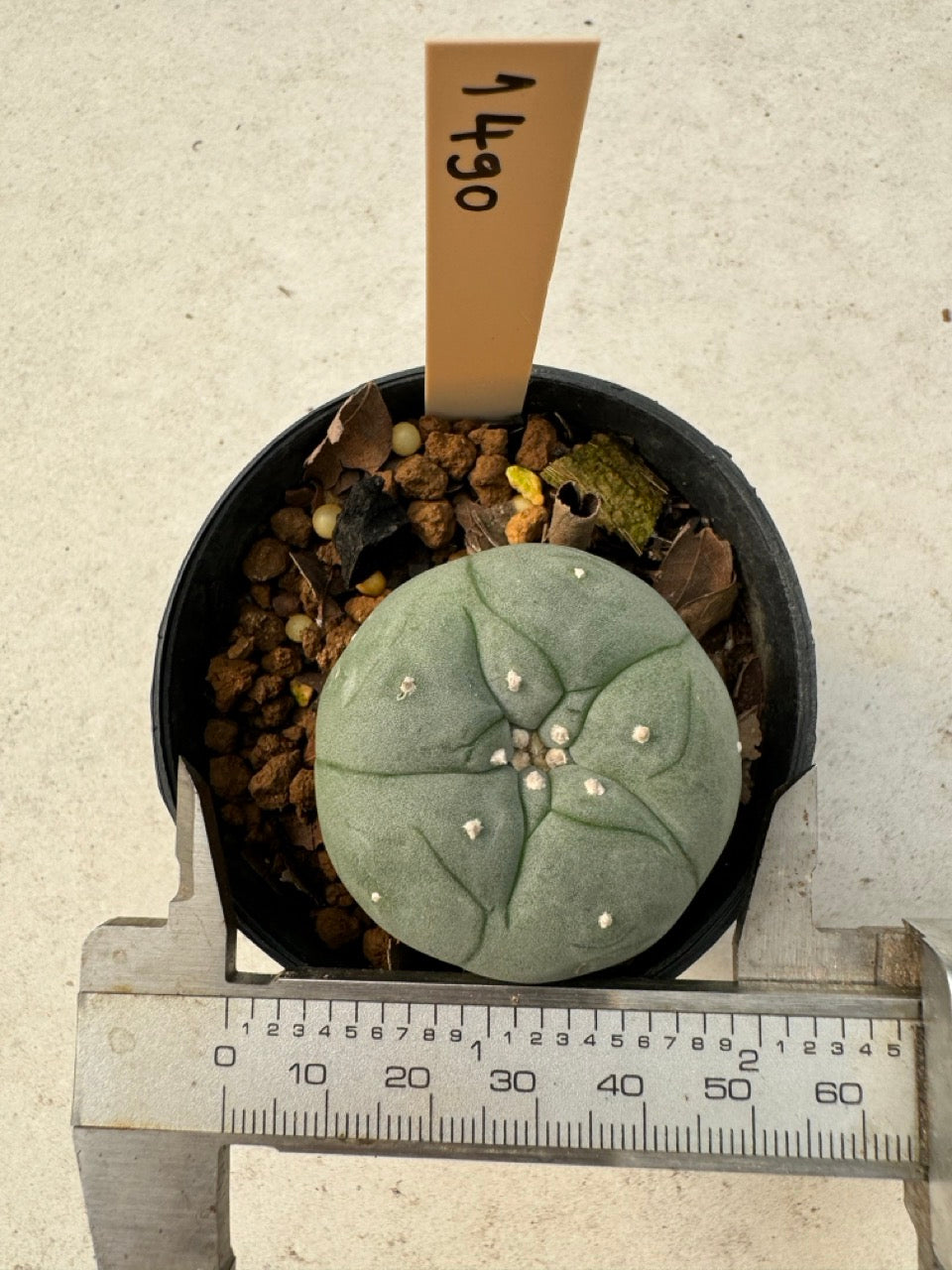 Lophophora williamsii – Peyote Cactus (6–7 cm, Own Root)