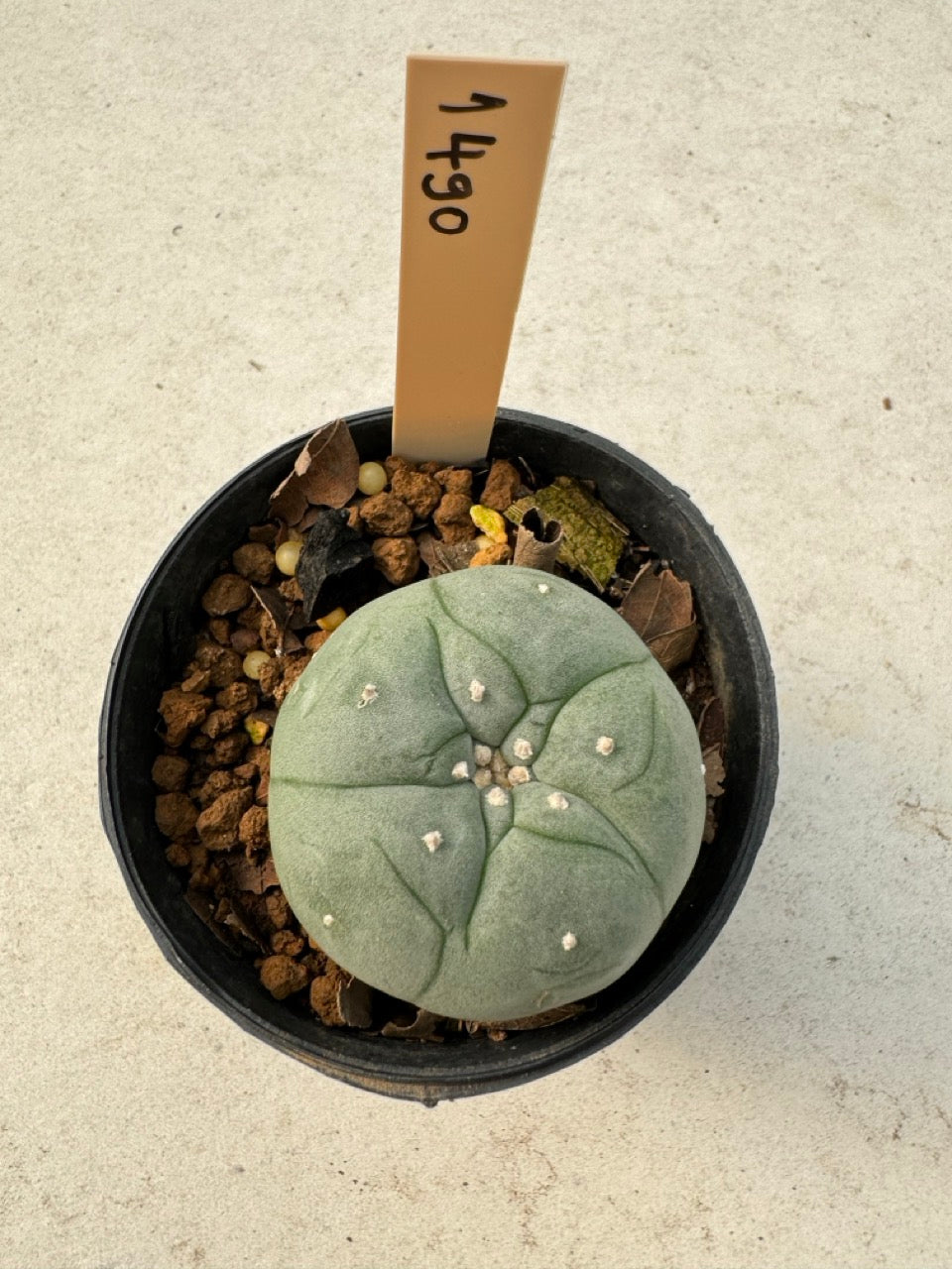 Lophophora williamsii – Peyote Cactus (6–7 cm, Own Root)