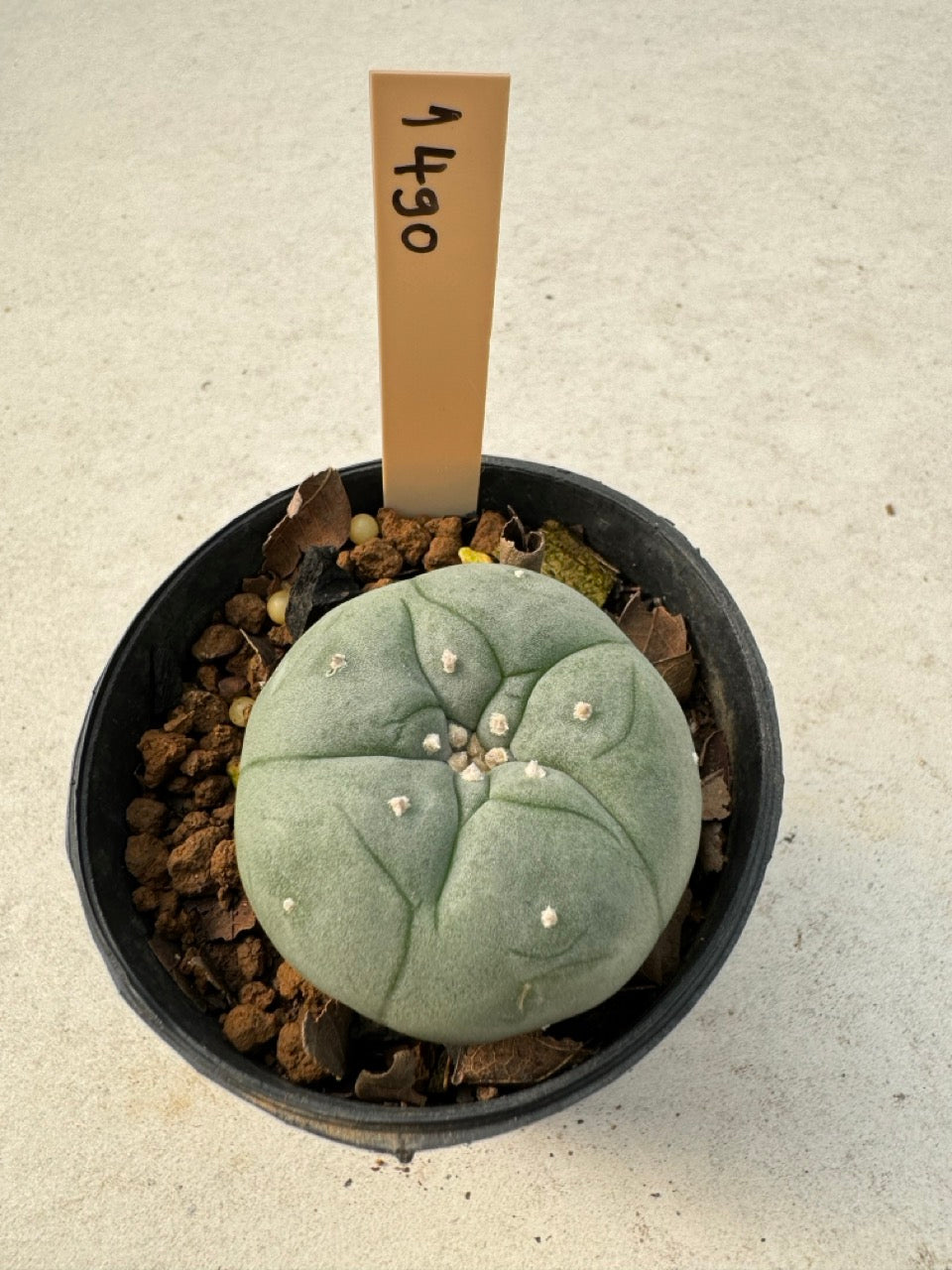 Lophophora williamsii – Peyote Cactus (6–7 cm, Own Root)