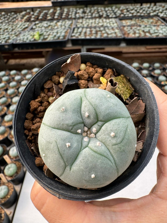 Lophophora williamsii – Peyote Cactus (6–7 cm, Own Root)