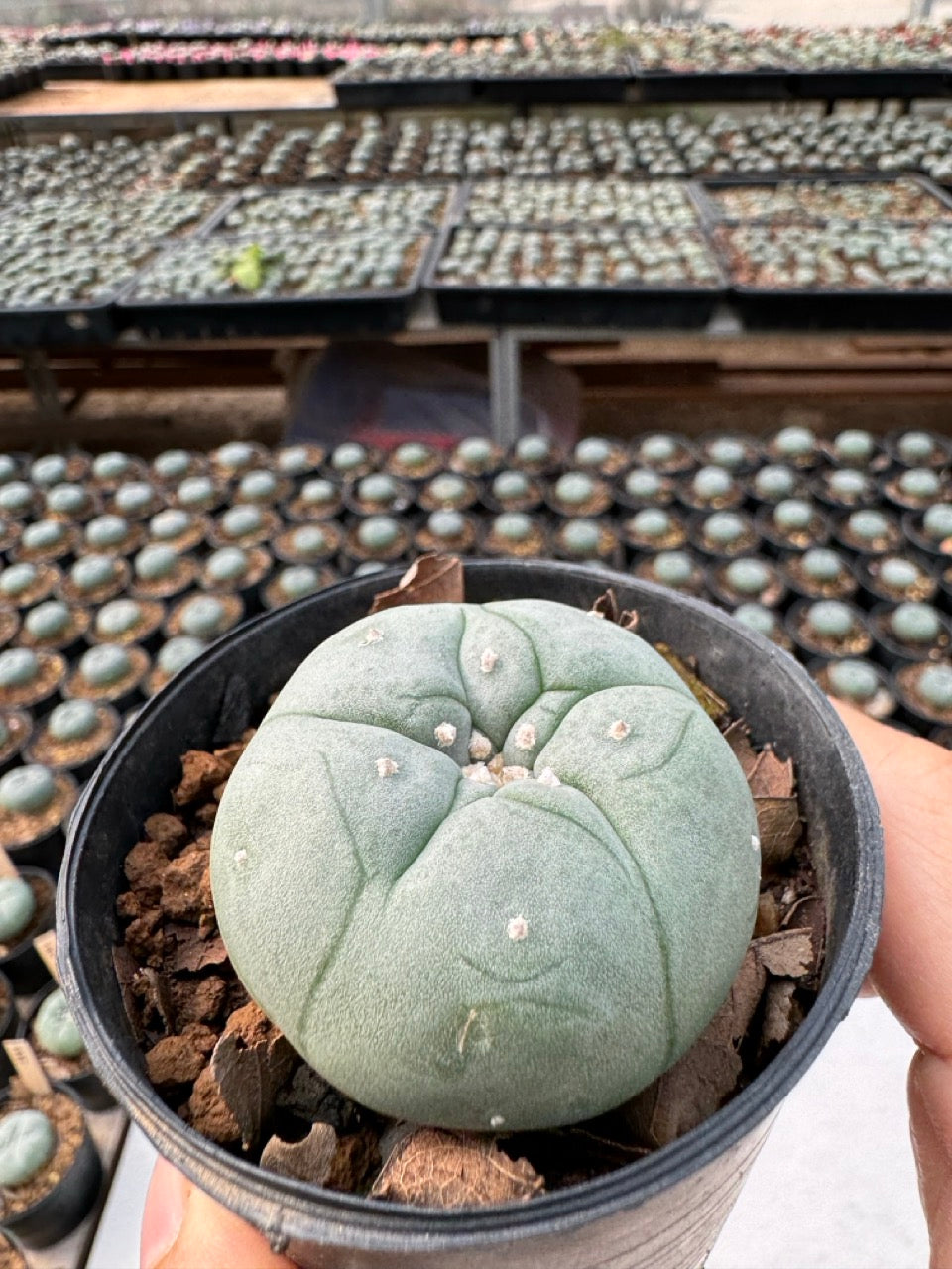 Lophophora williamsii – Peyote Cactus (6–7 cm, Own Root)