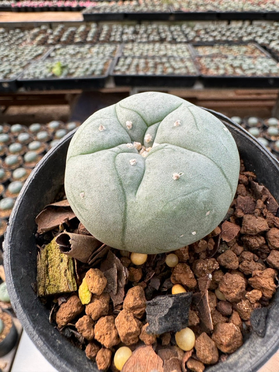 Lophophora williamsii – Peyote Cactus (6–7 cm, Own Root)