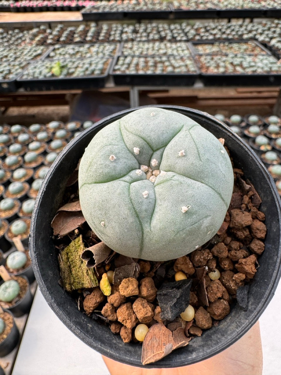 Lophophora williamsii – Peyote Cactus (6–7 cm, Own Root)