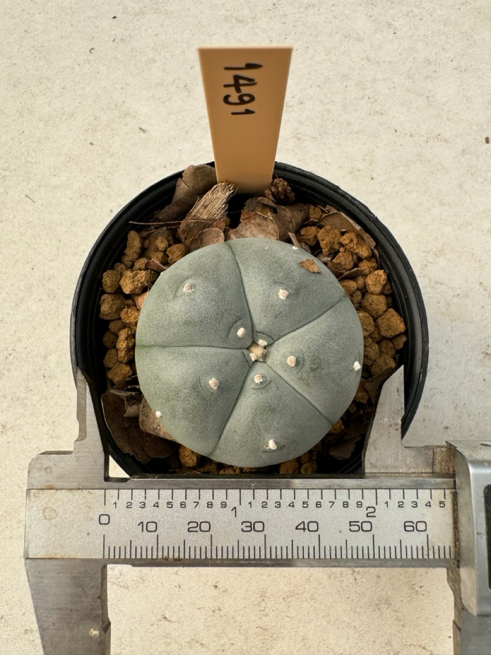 Lophophora williamsii – Peyote Cactus (6–7 cm, Own Root)