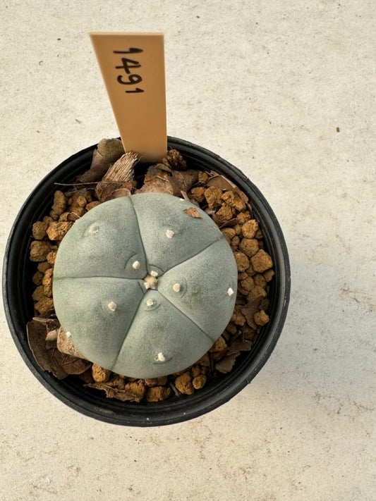 Lophophora williamsii – Peyote Cactus (6–7 cm, Own Root)