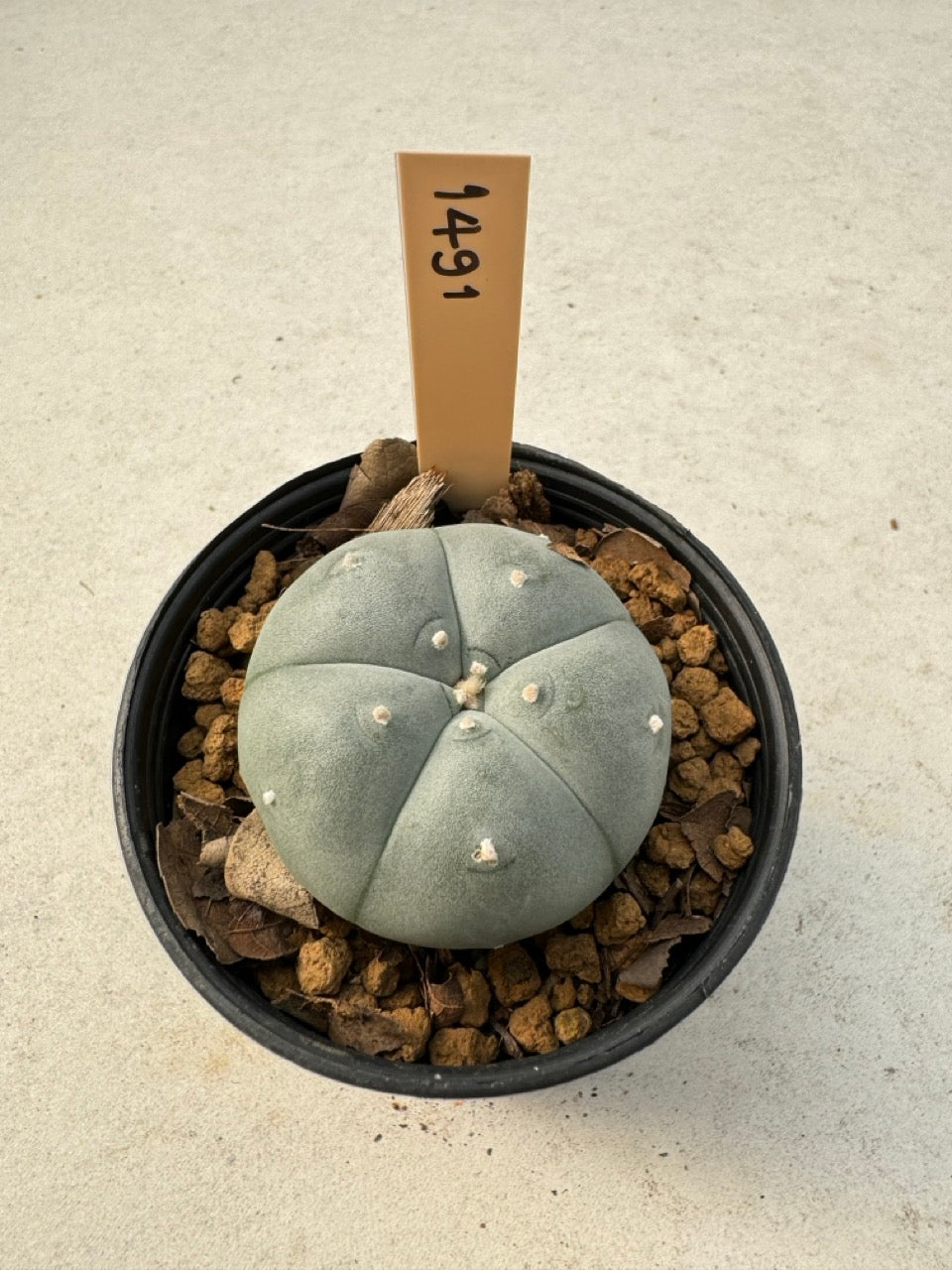 Lophophora williamsii – Peyote Cactus (6–7 cm, Own Root)
