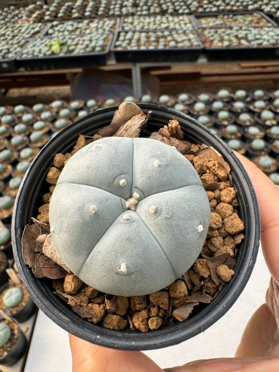 Lophophora williamsii – Peyote Cactus (6–7 cm, Own Root)