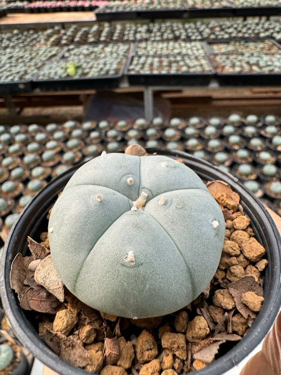 Lophophora williamsii – Peyote Cactus (6–7 cm, Own Root)