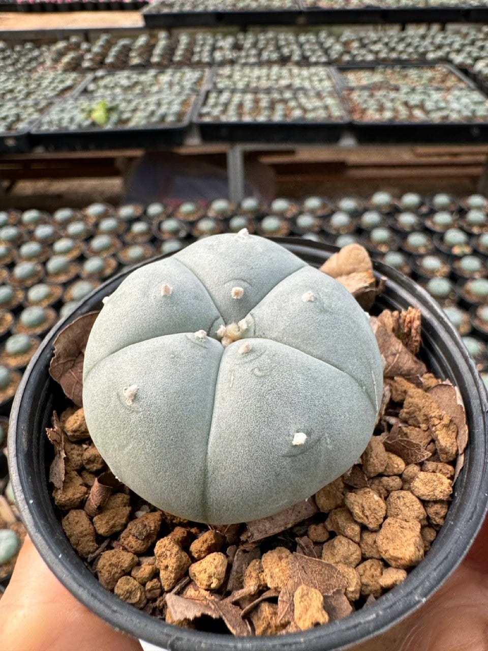Lophophora williamsii – Peyote Cactus (6–7 cm, Own Root)