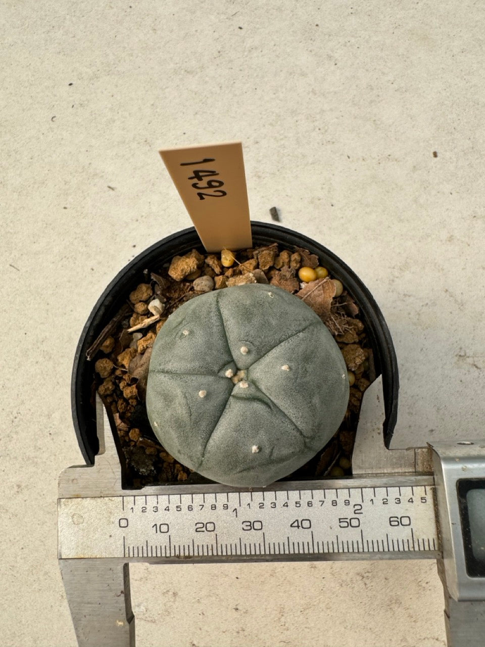 Lophophora williamsii – Peyote Cactus (6–7 cm, Own Root)