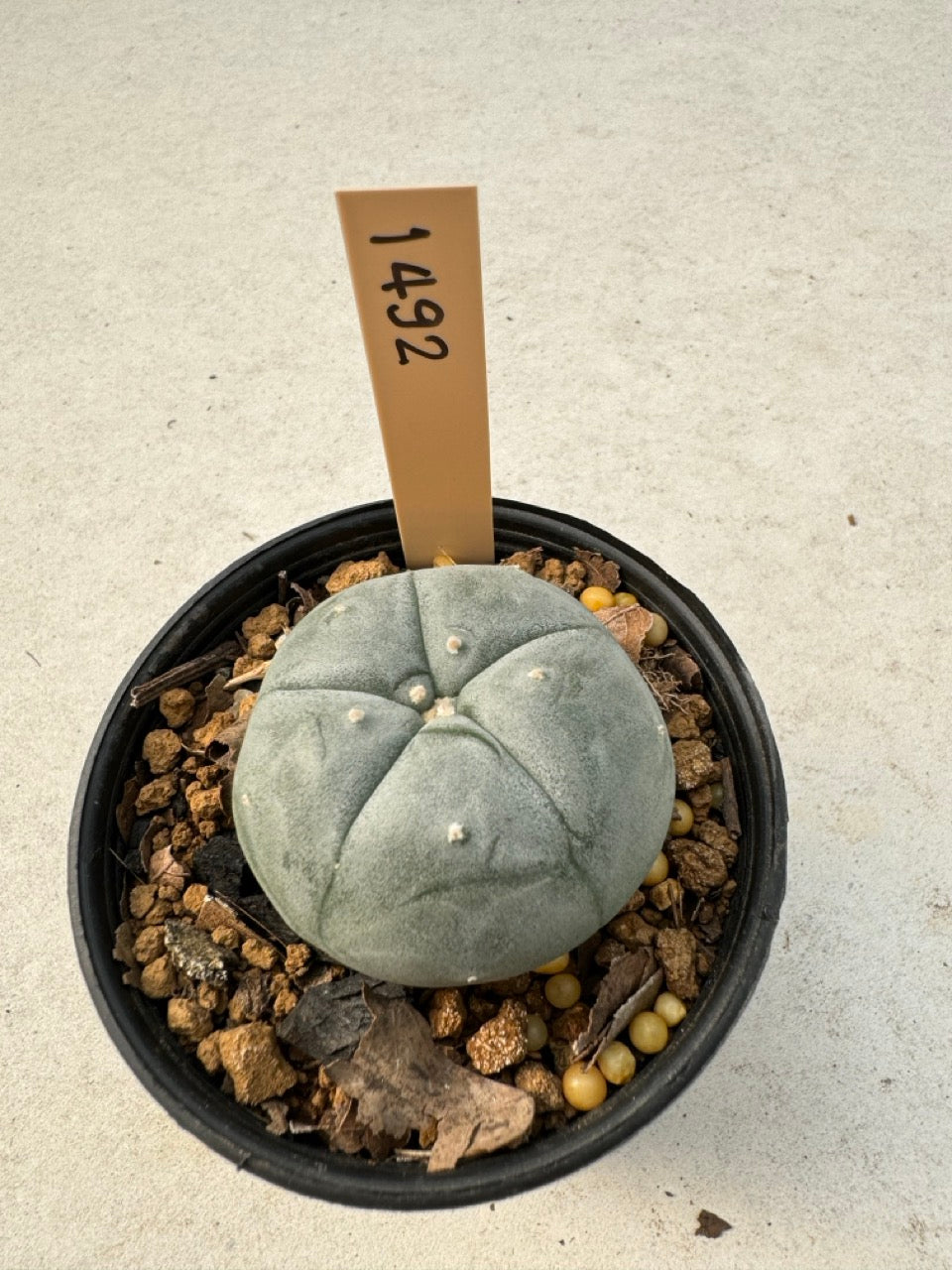Lophophora williamsii – Peyote Cactus (6–7 cm, Own Root)