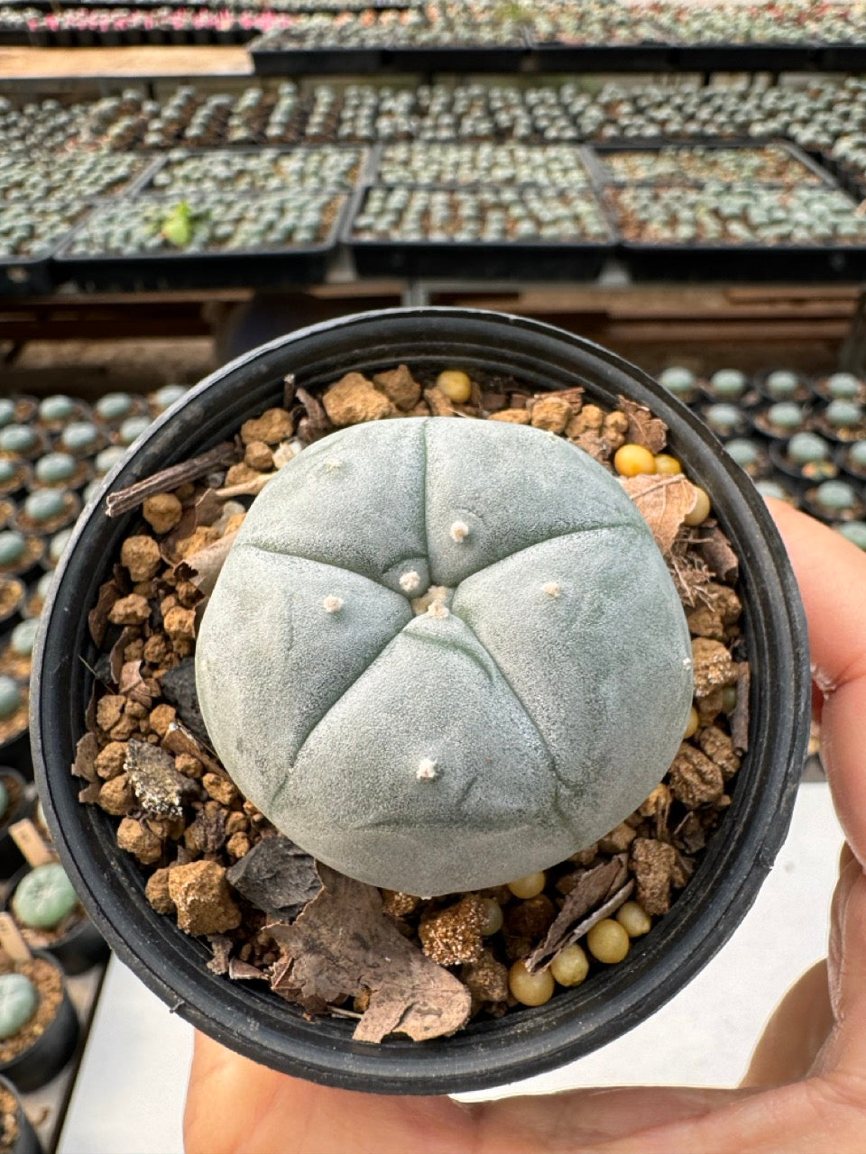 Lophophora williamsii – Peyote Cactus (6–7 cm, Own Root)