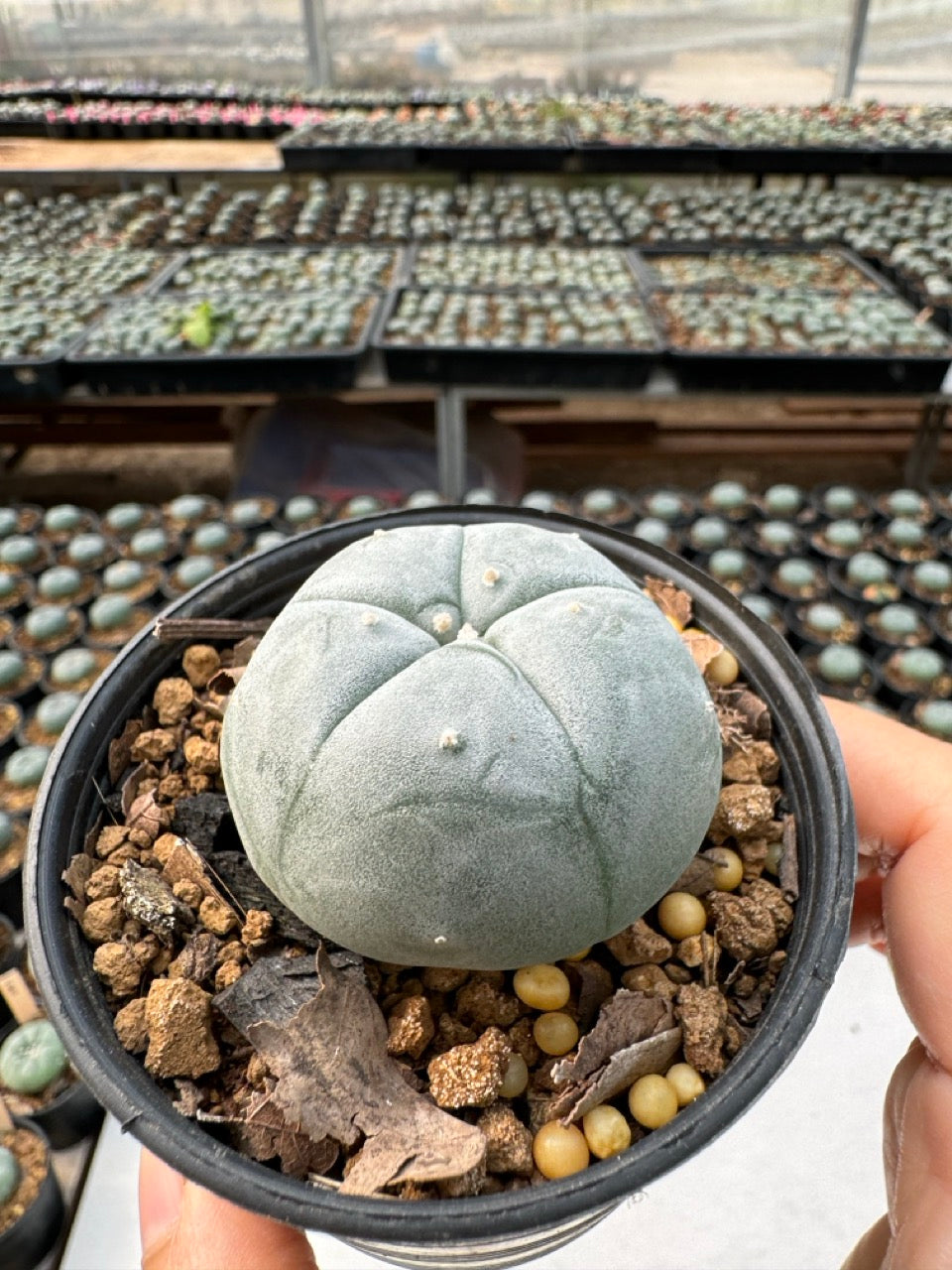 Lophophora williamsii – Peyote Cactus (6–7 cm, Own Root)