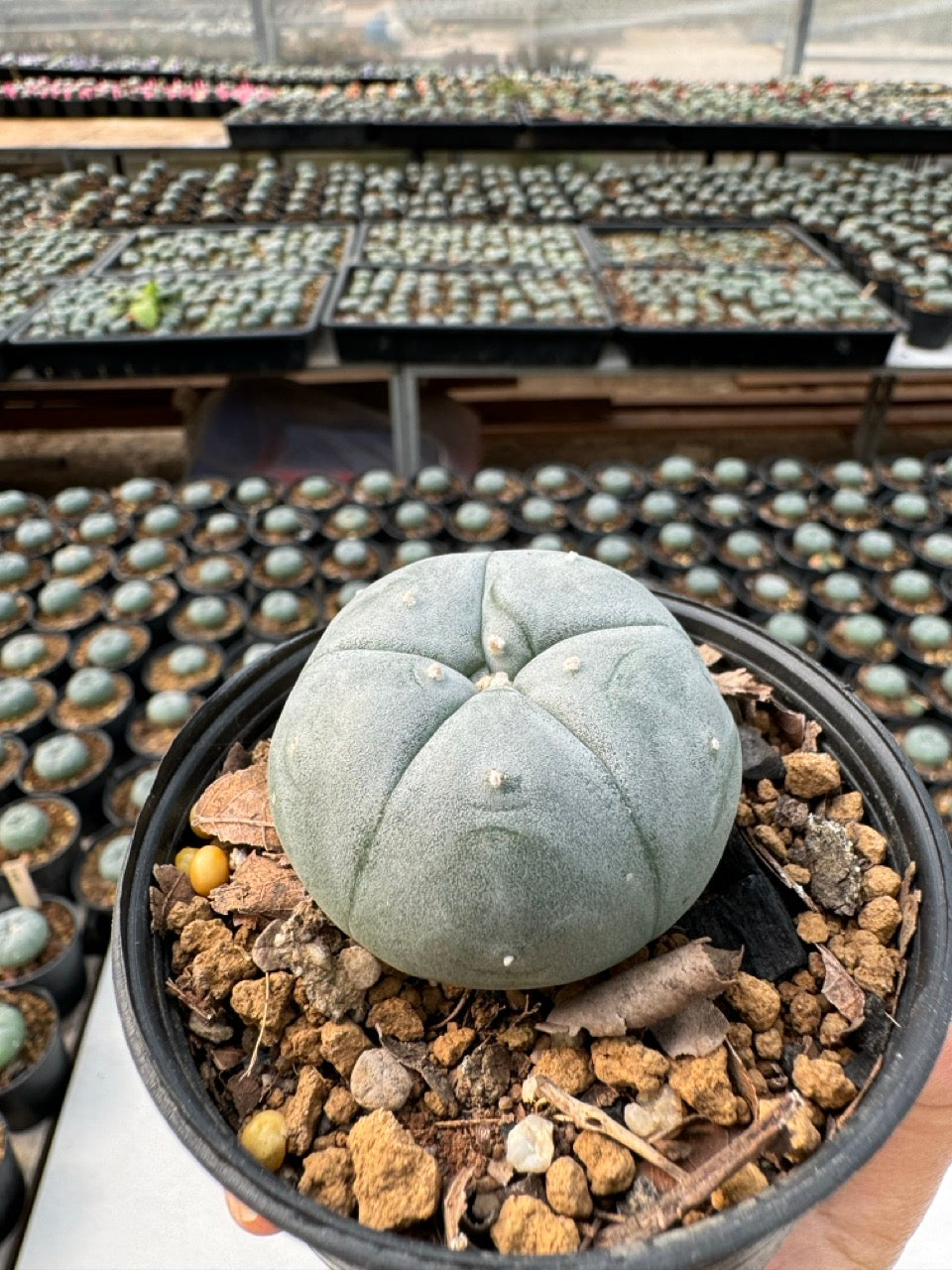 Lophophora williamsii – Peyote Cactus (6–7 cm, Own Root)