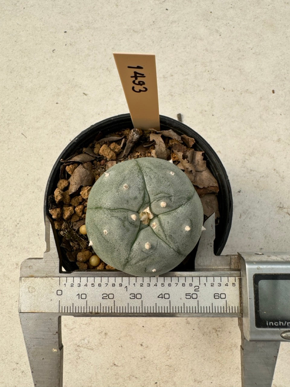 Lophophora williamsii – Peyote Cactus (6–7 cm, Own Root)