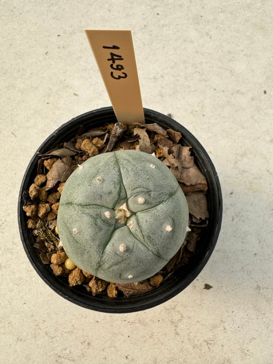 Lophophora williamsii – Peyote Cactus (6–7 cm, Own Root)