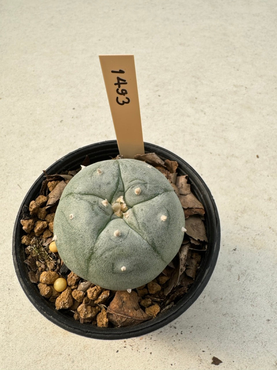 Lophophora williamsii – Peyote Cactus (6–7 cm, Own Root)
