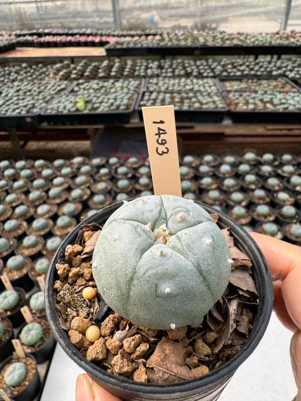 Lophophora williamsii – Peyote Cactus (6–7 cm, Own Root)