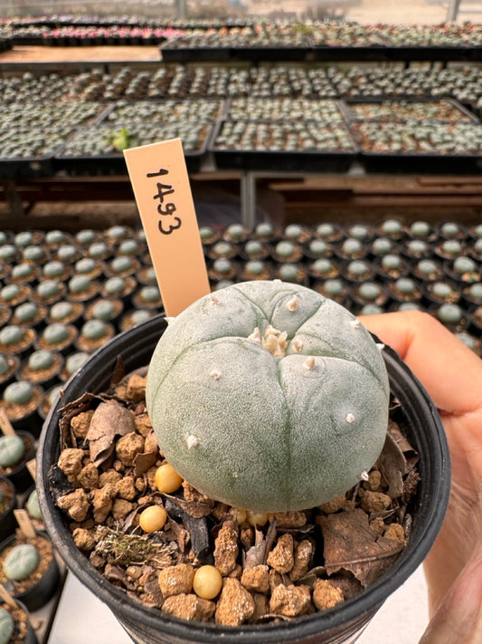 Lophophora williamsii – Peyote Cactus (6–7 cm, Own Root)