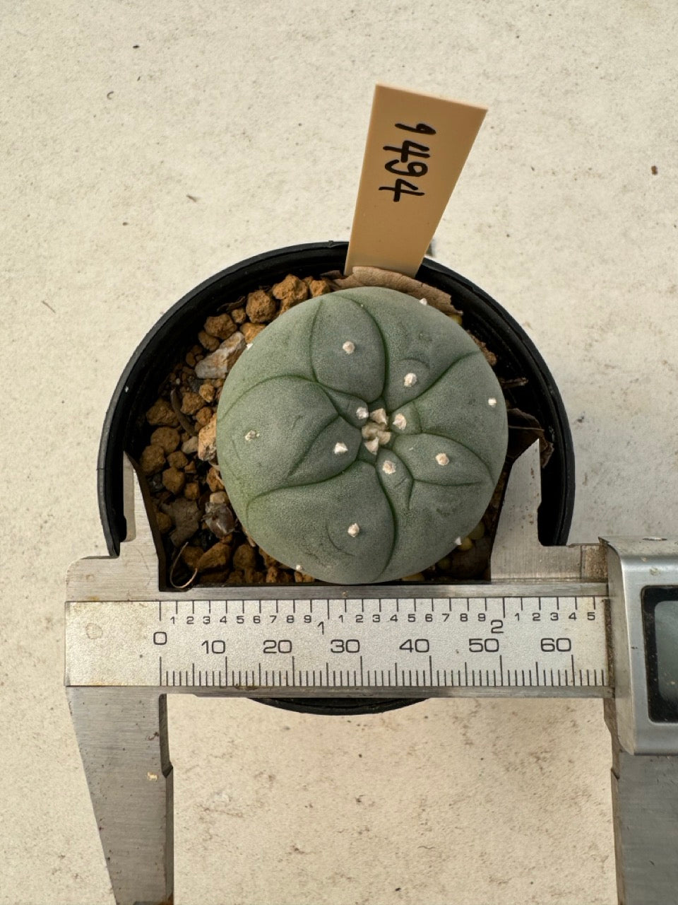 Lophophora williamsii – Peyote Cactus (6–7 cm, Own Root)