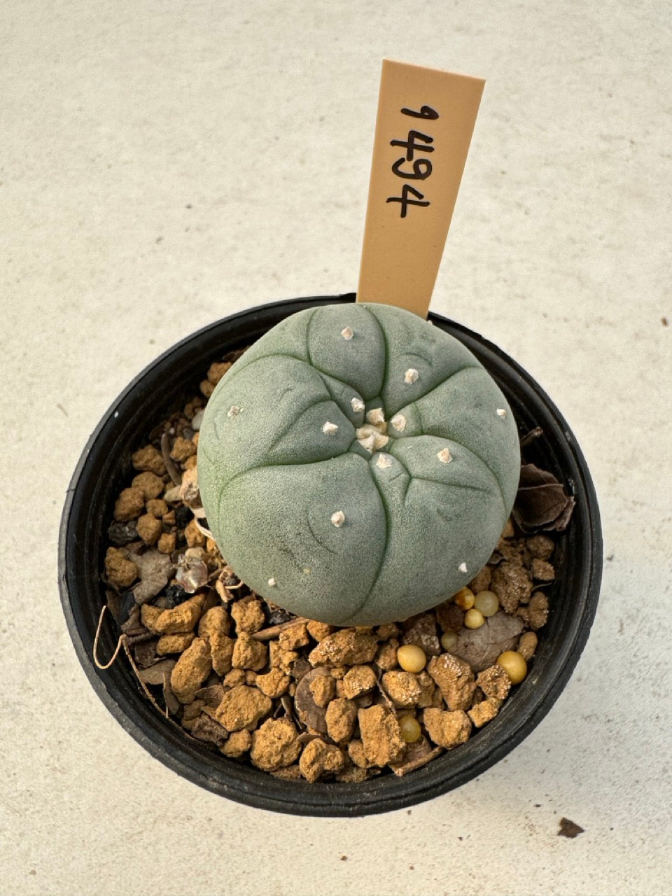 Lophophora williamsii – Peyote Cactus (6–7 cm, Own Root)