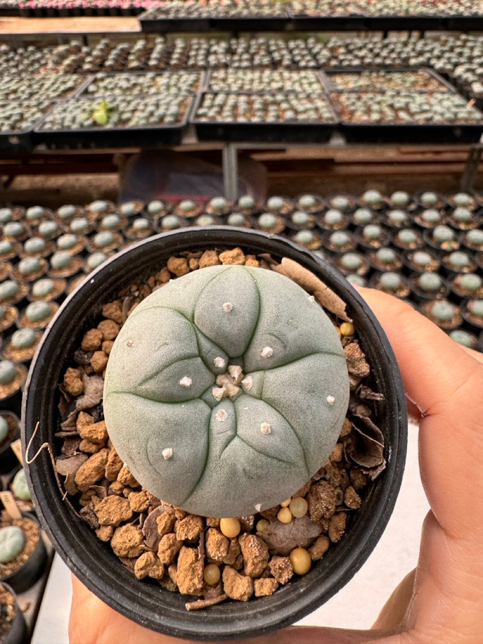 Lophophora williamsii – Peyote Cactus (6–7 cm, Own Root)