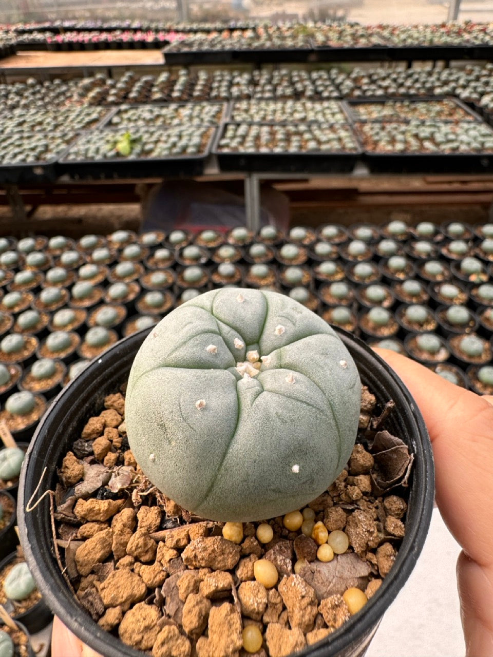 Lophophora williamsii – Peyote Cactus (6–7 cm, Own Root)