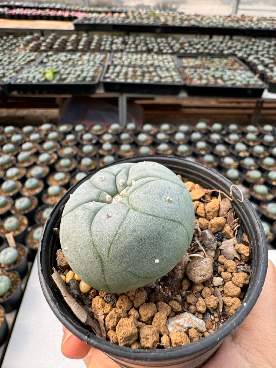 Lophophora williamsii – Peyote Cactus (6–7 cm, Own Root)