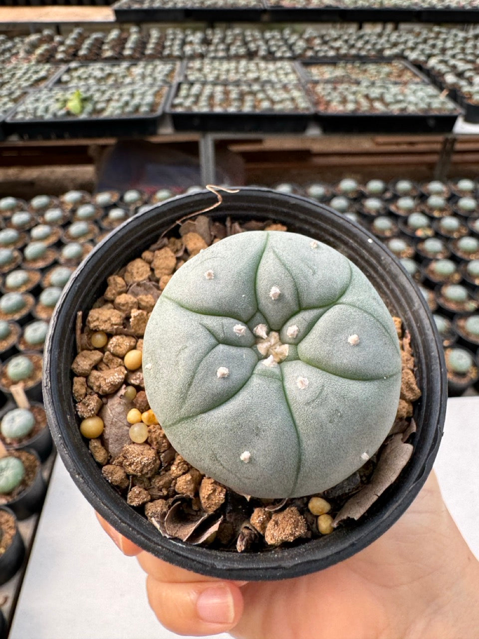 Lophophora williamsii – Peyote Cactus (6–7 cm, Own Root)