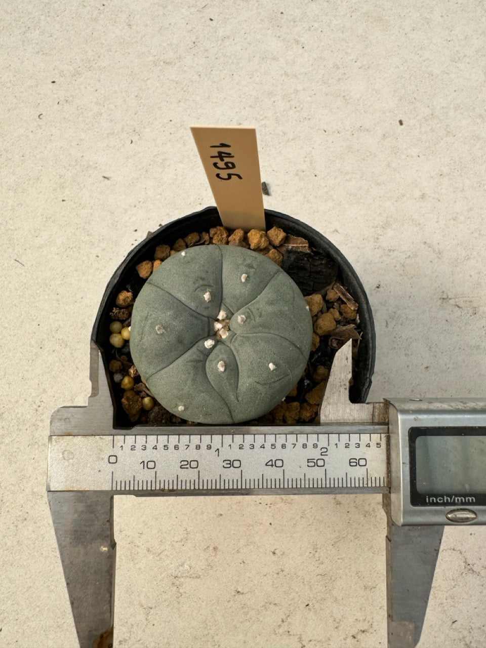 Lophophora williamsii – Peyote Cactus (6–7 cm, Own Root)