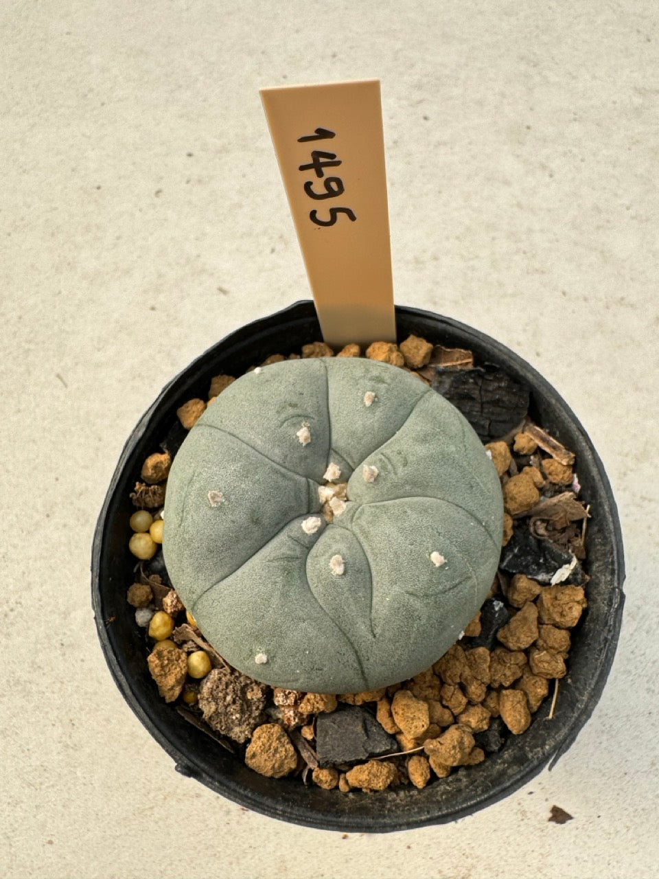 Lophophora williamsii – Peyote Cactus (6–7 cm, Own Root)
