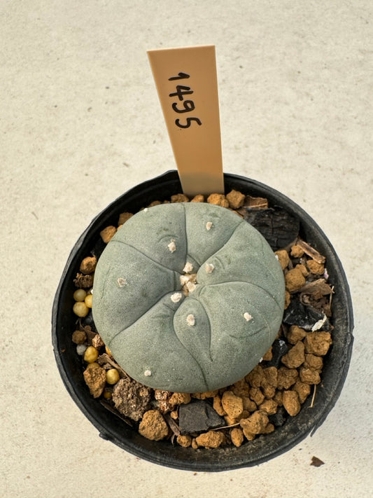Lophophora williamsii – Peyote Cactus (6–7 cm, Own Root)