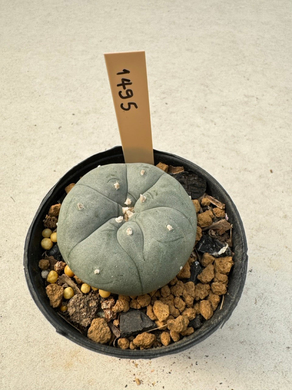 Lophophora williamsii – Peyote Cactus (6–7 cm, Own Root)