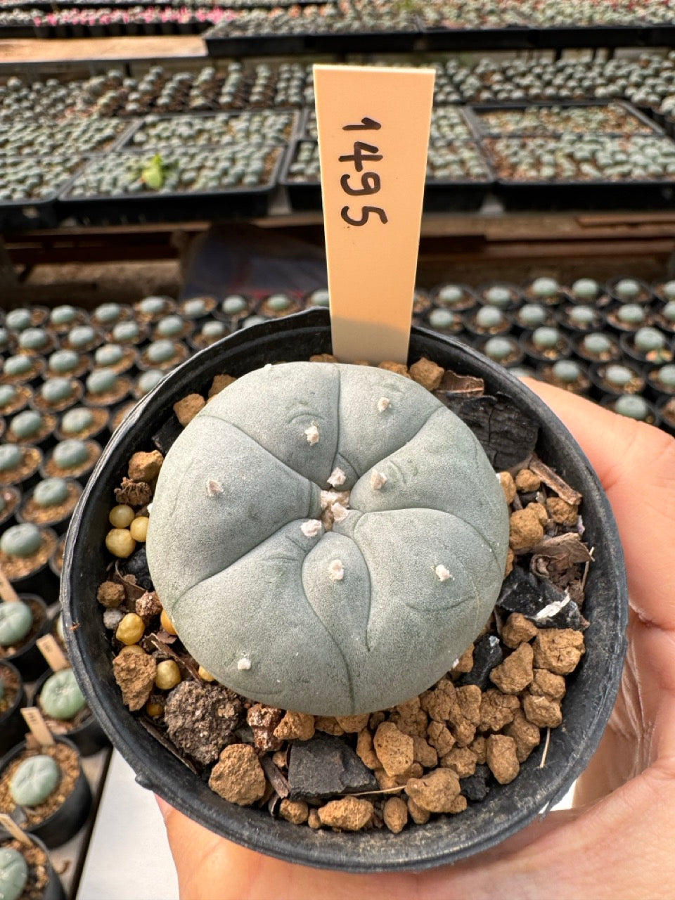 Lophophora williamsii – Peyote Cactus (6–7 cm, Own Root)