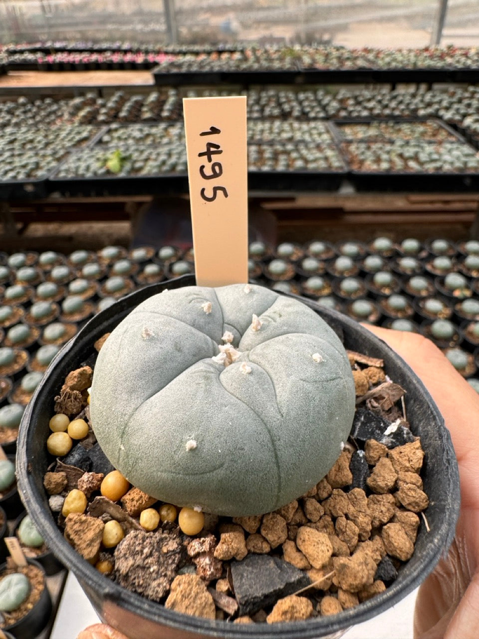 Lophophora williamsii – Peyote Cactus (6–7 cm, Own Root)