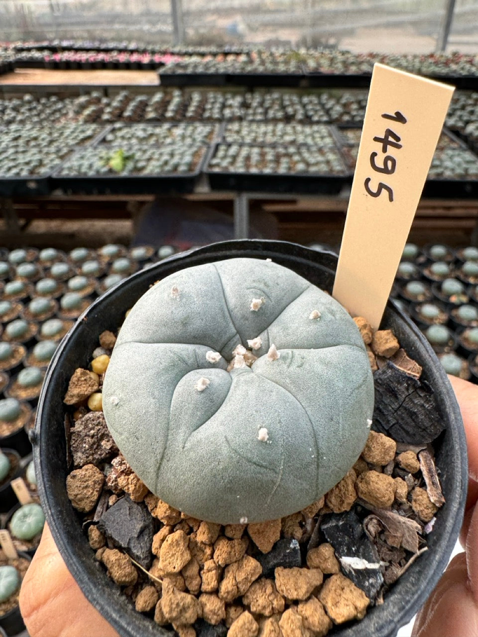 Lophophora williamsii – Peyote Cactus (6–7 cm, Own Root)