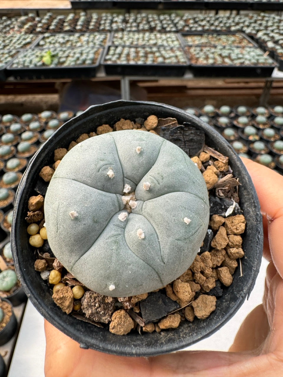 Lophophora williamsii – Peyote Cactus (6–7 cm, Own Root)