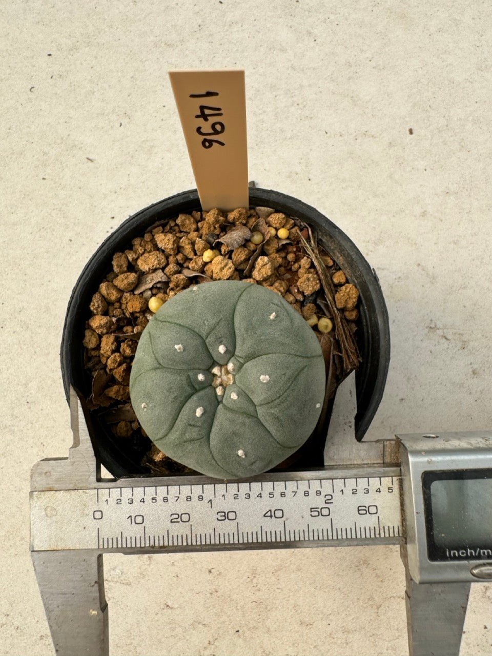 Lophophora williamsii – Peyote Cactus (6–7 cm, Own Root)