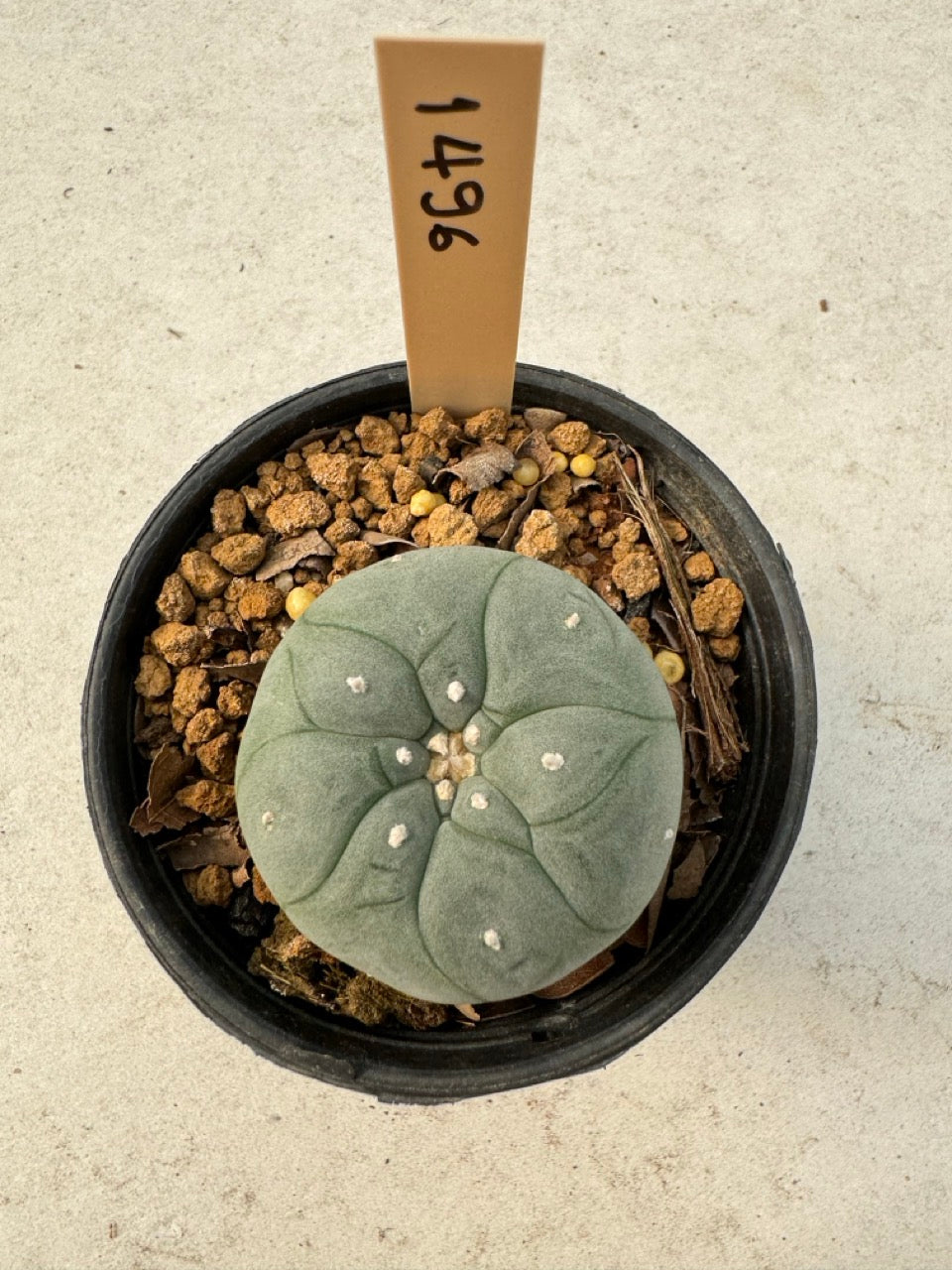 Lophophora williamsii – Peyote Cactus (6–7 cm, Own Root)