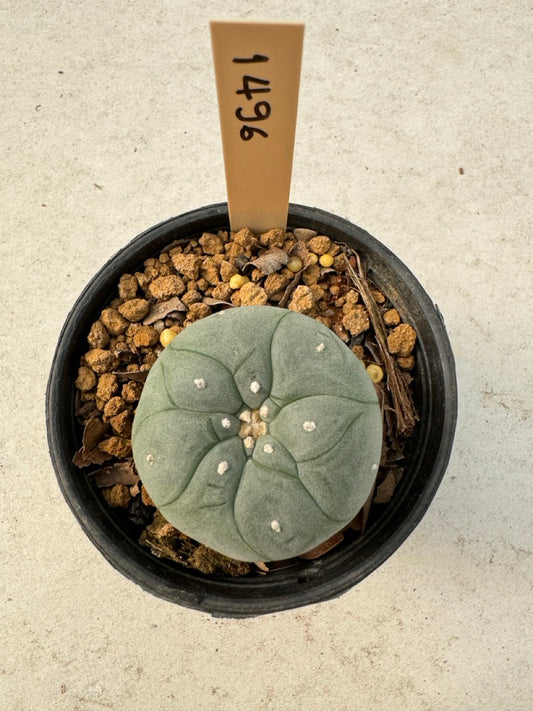 Lophophora williamsii – Peyote Cactus (6–7 cm, Own Root)