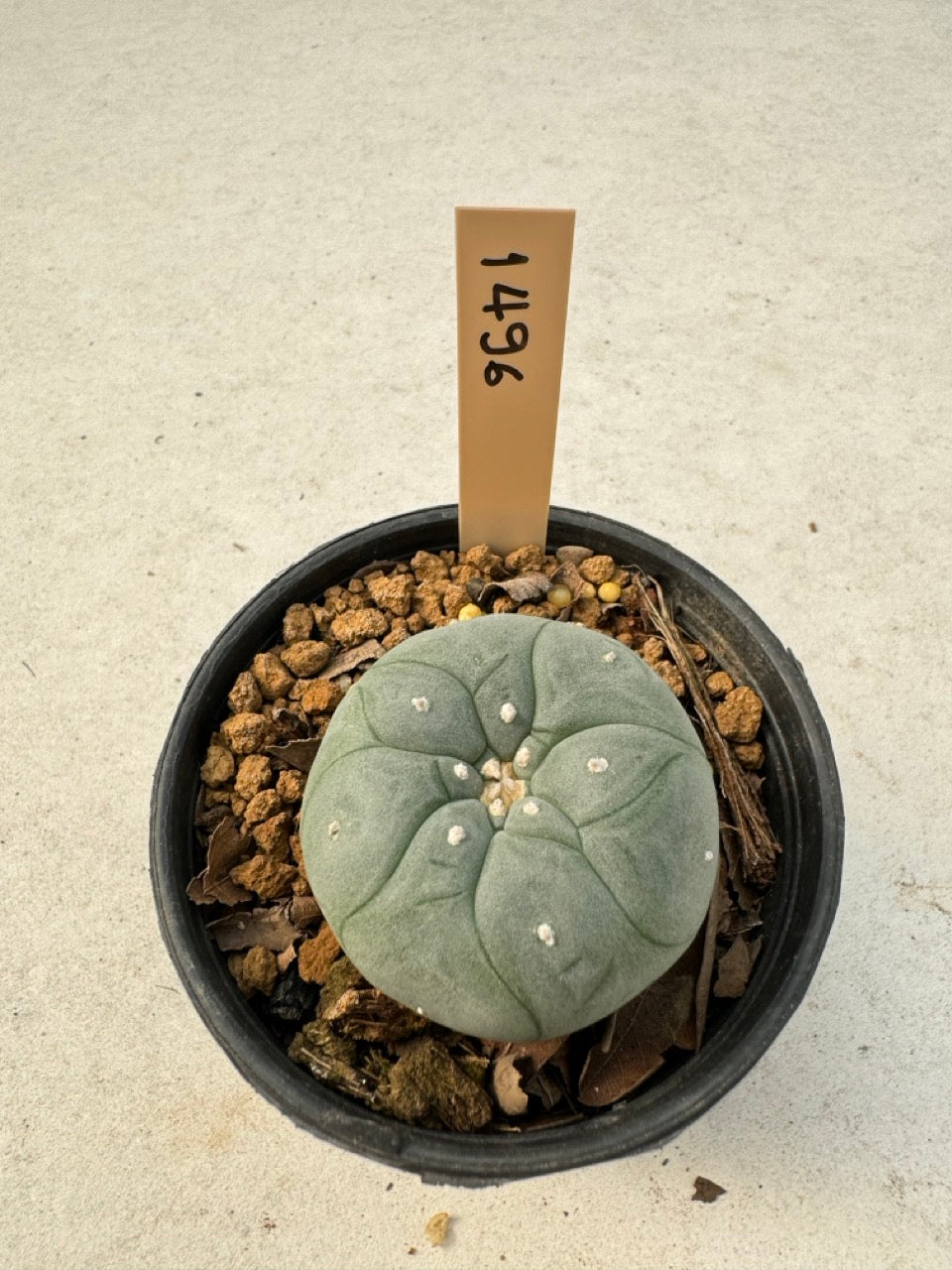 Lophophora williamsii – Peyote Cactus (6–7 cm, Own Root)