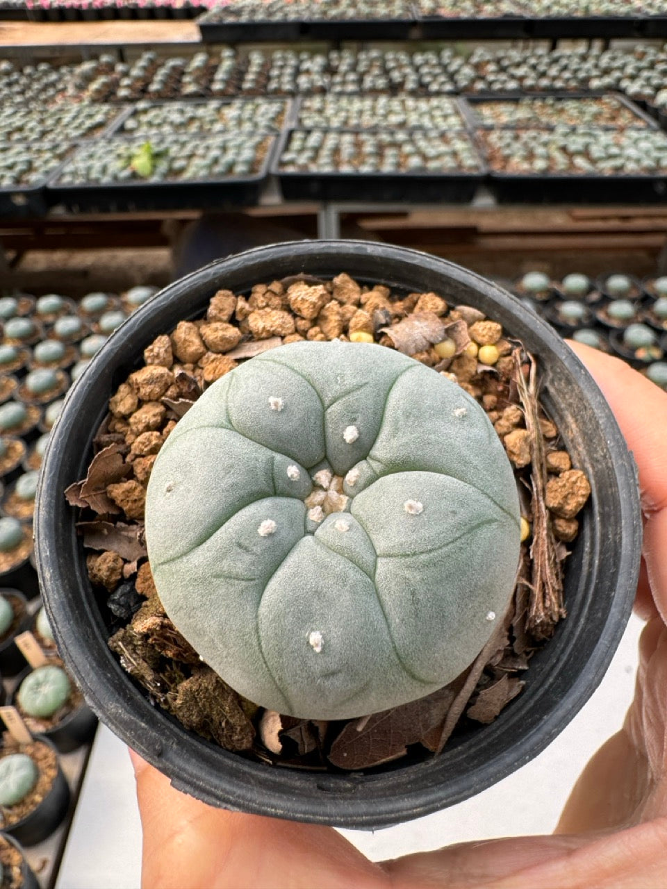 Lophophora williamsii – Peyote Cactus (6–7 cm, Own Root)