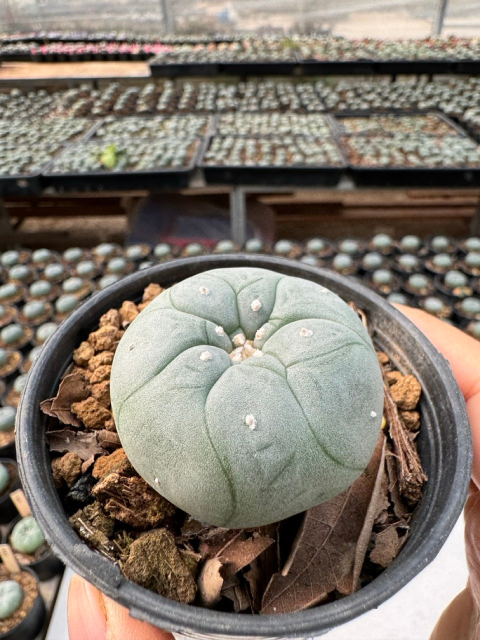 Lophophora williamsii – Peyote Cactus (6–7 cm, Own Root)