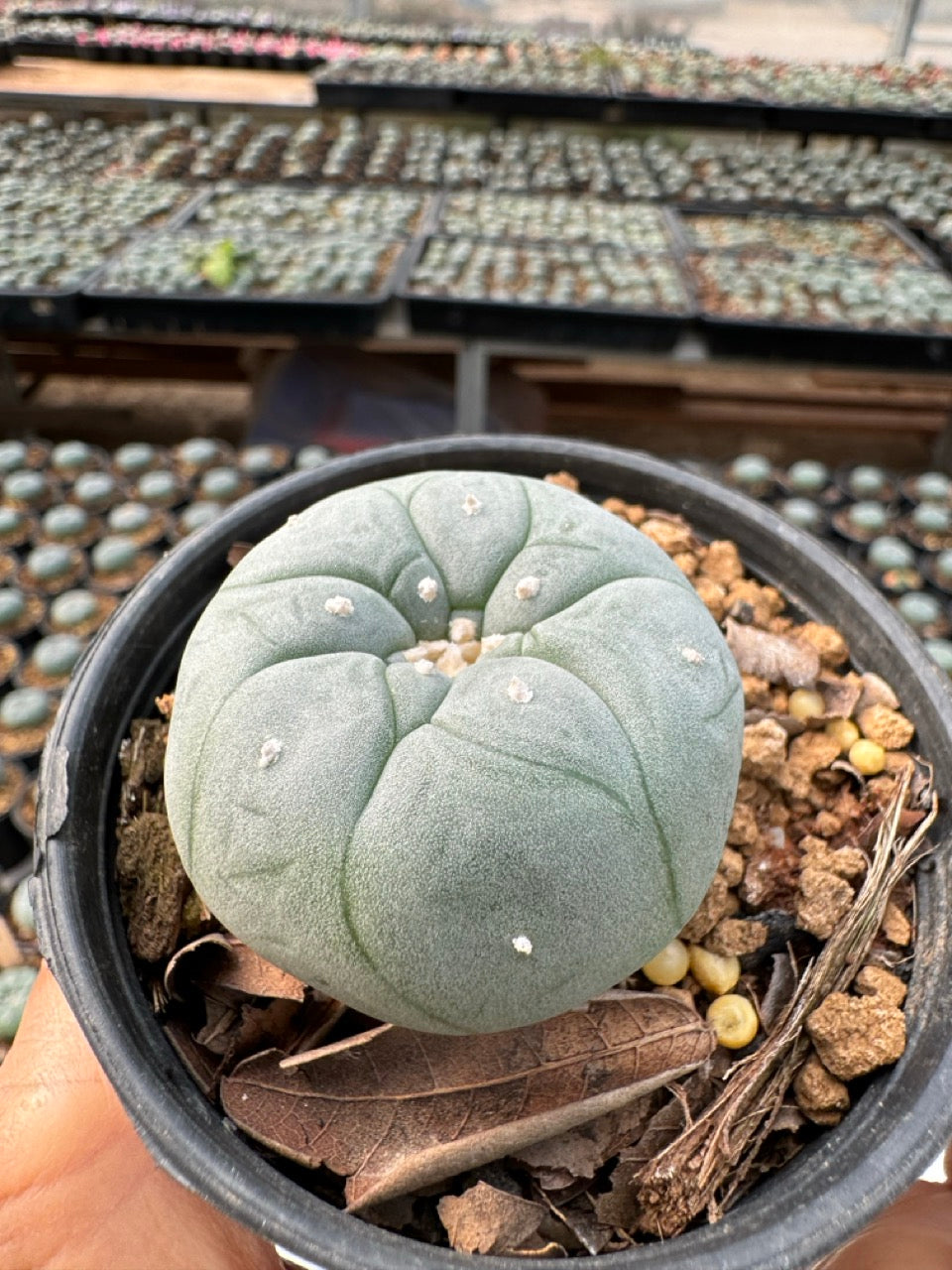 Lophophora williamsii – Peyote Cactus (6–7 cm, Own Root)